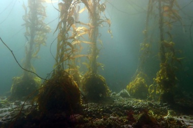 Investigan el impacto de las actividades humanas en los bosques sumergidos de Ushuaia