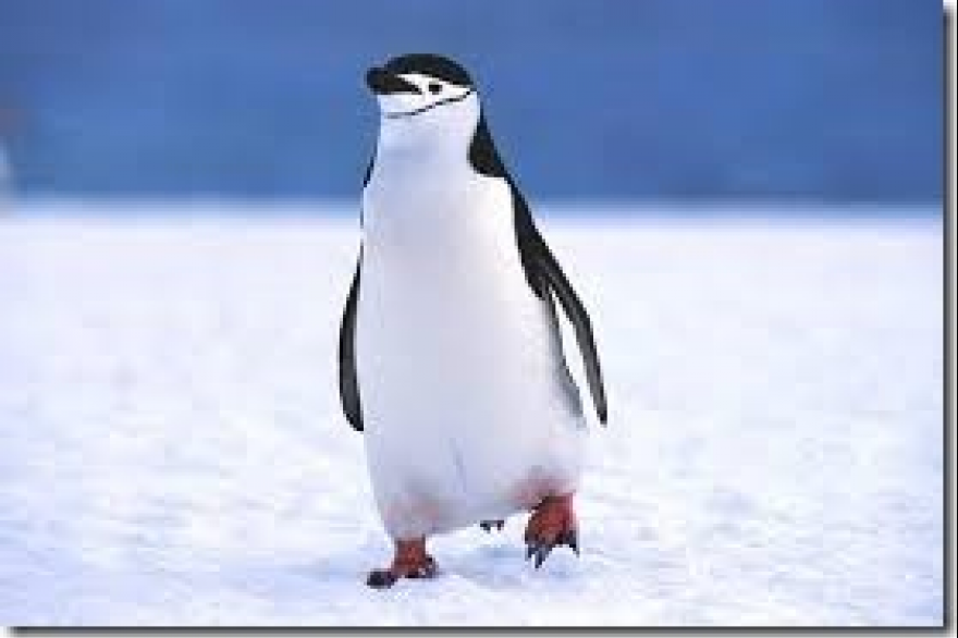 ¿Por qué no hay pingüinos en el Polo Norte, ni osos en el Polo Sur